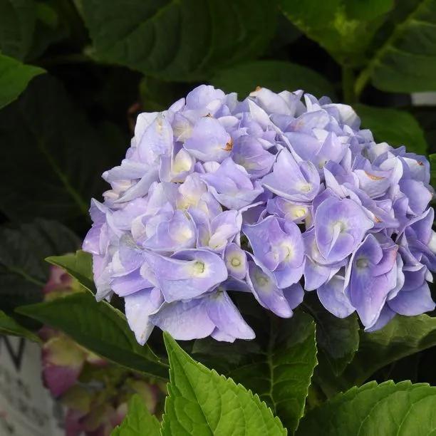 Minty Ice Hydrangea Plants (Hydrangea Flair And Flavours) 1